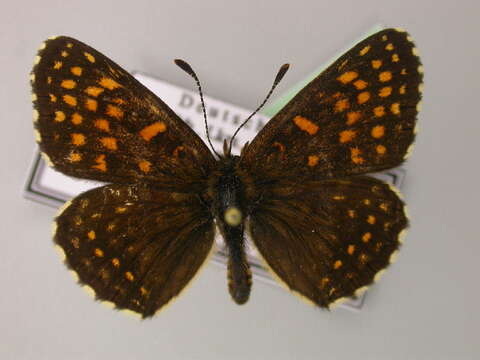 Imagem de Melitaea diamina