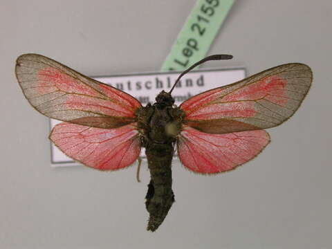 Image of Zygaena purpuralis Brünnich 1763