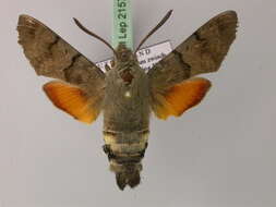 Image of humming-bird hawk moth