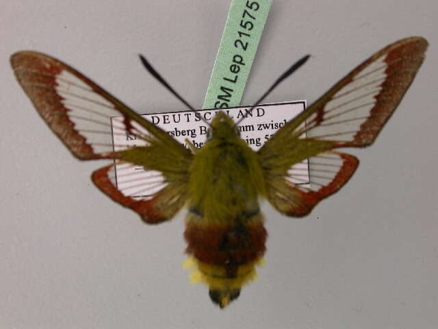 Image of broad-bordered bee hawk-moth