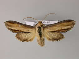 Image of <i>Shargacucullia scrophulariae</i>