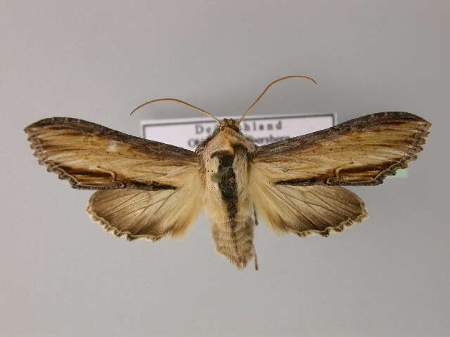 Image of <i>Shargacucullia scrophulariae</i>