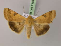 Image of <i>Heliothis peltigera</i>