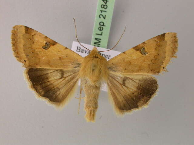 Image of <i>Heliothis peltigera</i>