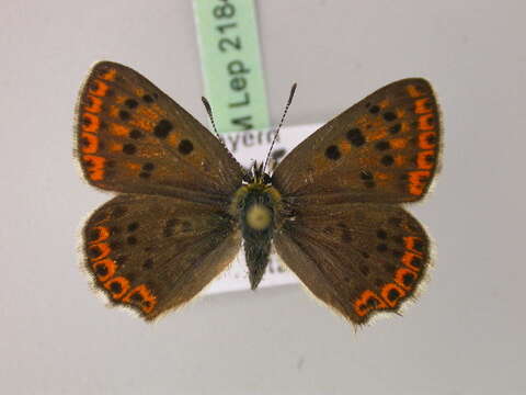 Image of <i>Lycaena tityrus</i>