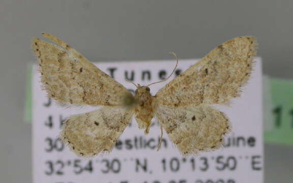 Image of <i>Idaea erlacheri</i>