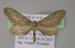 Image of Idaea volloni Lucas & Joannis 1907