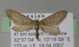 Image of Idaea volloni Lucas & Joannis 1907