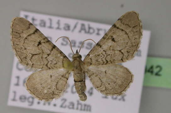 Image of Eupithecia silenicolata Mabille 1866