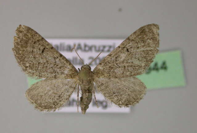 Слика од Eupithecia alliaria Staudinger 1870