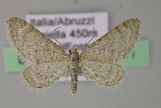 Image of Eupithecia riparia Herrich-Schäffer 1852