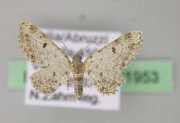 Imagem de Eupithecia limbata Staudinger 1879