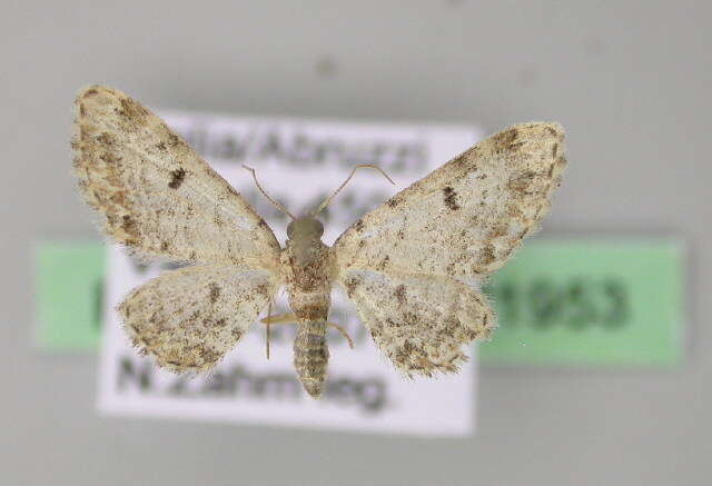 Image of Eupithecia limbata Staudinger 1879