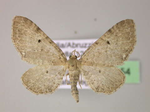 Image of Eupithecia veratraria Herrich-Schäffer