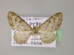 Image of Eupithecia spadiceata Zerny 1933