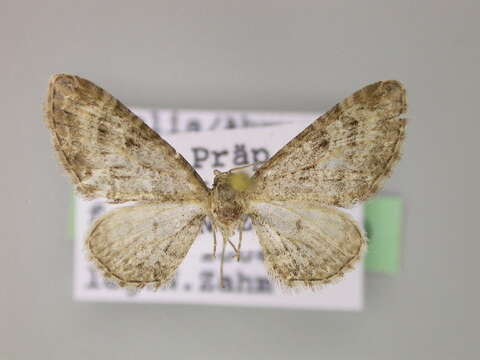 Image de Eupithecia spadiceata Zerny 1933