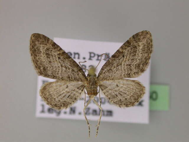 Image of Eupithecia orphnata Bohatsch 1883