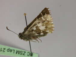 Image of Alpine Grizzled Skipper