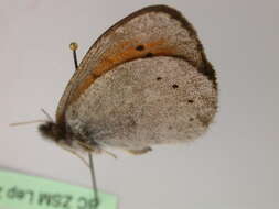 Image of Erebia pandrose