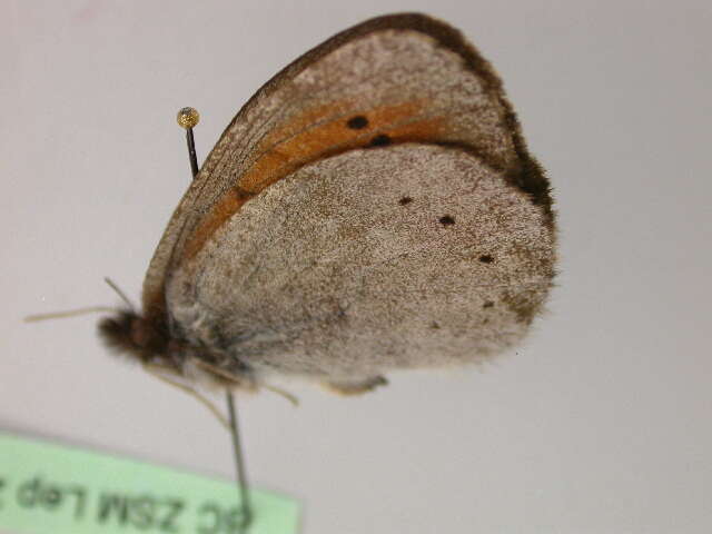 Image of Erebia pandrose