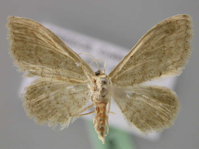 صورة Idaea palaestinensis Sterneck 1933