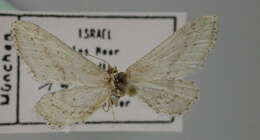 Image de Idaea allongata Staudinger 1898