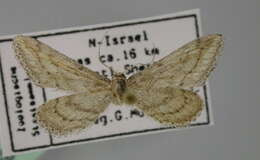 Image de Idaea allongata Staudinger 1898