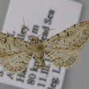 Image of Eupithecia tenellata Dietze 1908