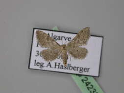 Image of Idaea infirmaria Rambur 1833