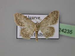 صورة Idaea incisaria Staudinger 1892