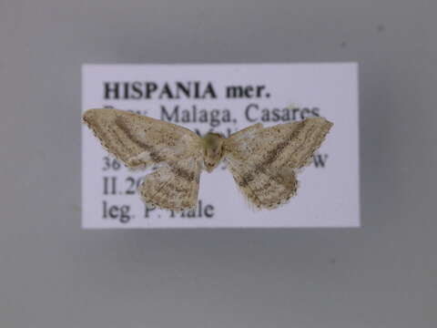 Image of <i>Idaea mediaria</i>