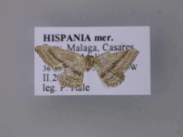 صورة <i>Idaea mediaria</i>