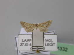 صورة Idaea fractilineata Zeller 1847