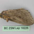 Image of Hopliocnema ochra Tuttle, Moulds & Lane 2012