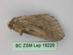 Image of Hopliocnema ochra Tuttle, Moulds & Lane 2012