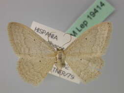 Image de Idaea litigiosaria Boisduval 1840