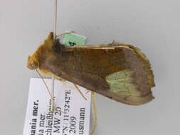 Image of scarce burnished brass