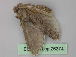 Image of Hopliocnema ochra Tuttle, Moulds & Lane 2012