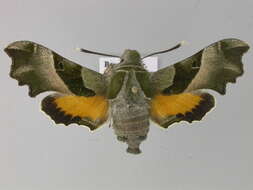 Image of Willowherb Hawkmoth