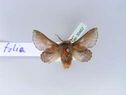 Image of Small Lappet Moth