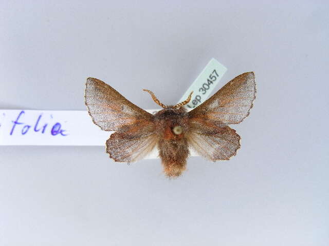 Image of Small Lappet Moth