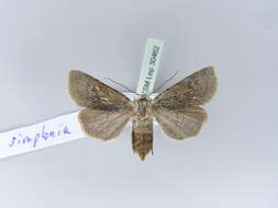 صورة Agrotis simplonia Geyer 1832