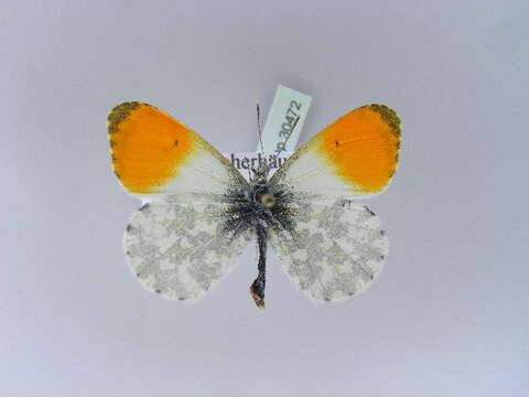 Image of orange tip