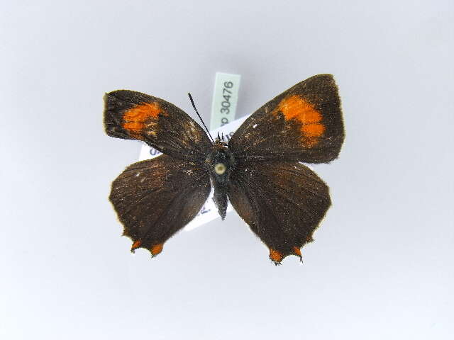 Image of Brown Hairstreak