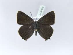 Image of <i>Satyrium spini</i>