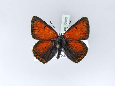 Image of <i>Lycaena hippothoe</i>