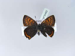 صورة <i>Lycaena helle</i>