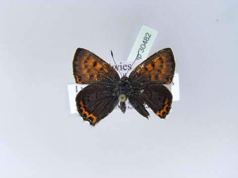 Image of <i>Lycaena helle</i>