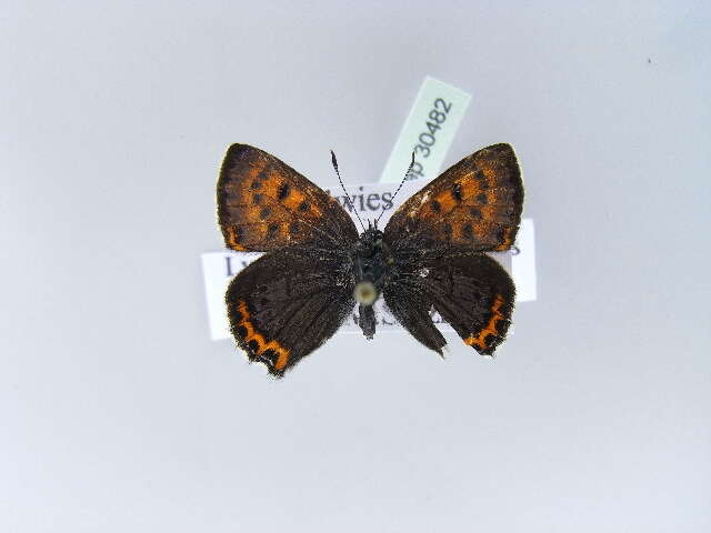 Image of <i>Lycaena helle</i>