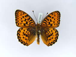 Image of Argynnis aglaja